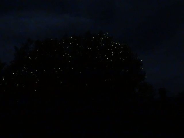 Fireflies lighting up trees along the Tapi River