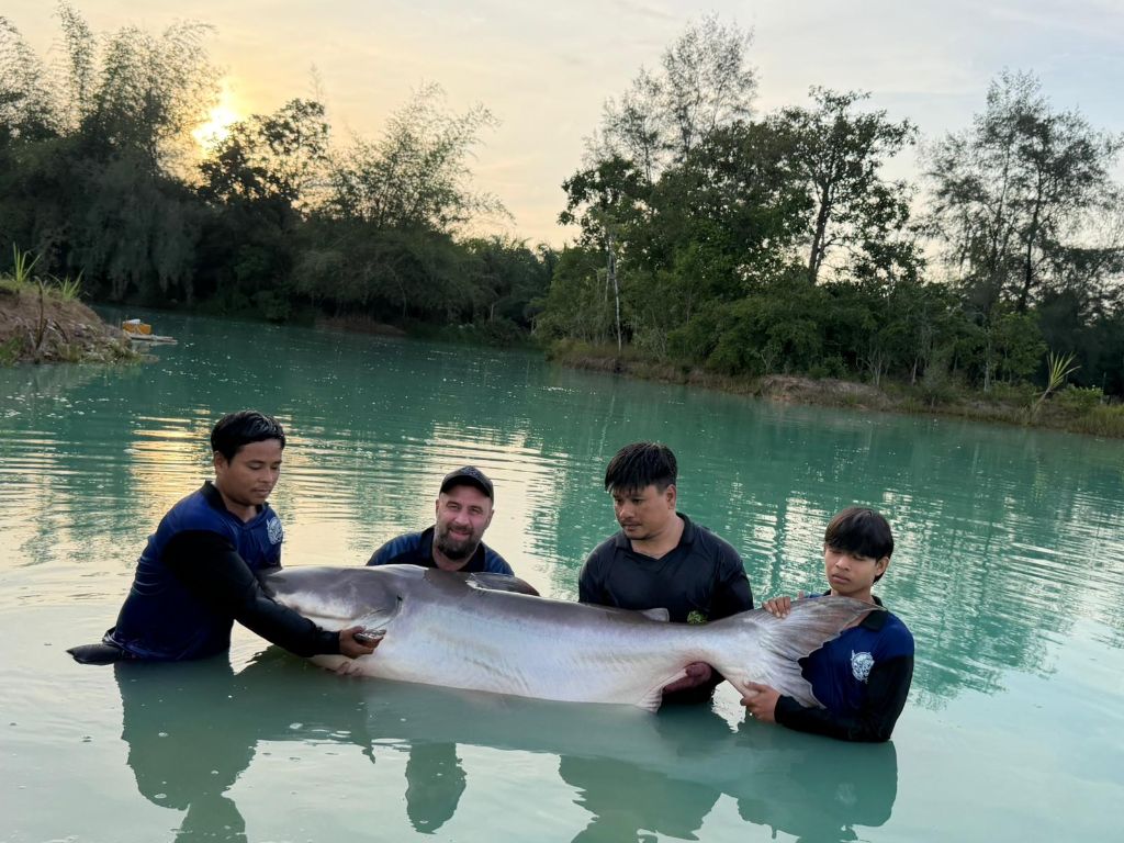 Mekong Giant Catfish (Pangasianodon gigas)