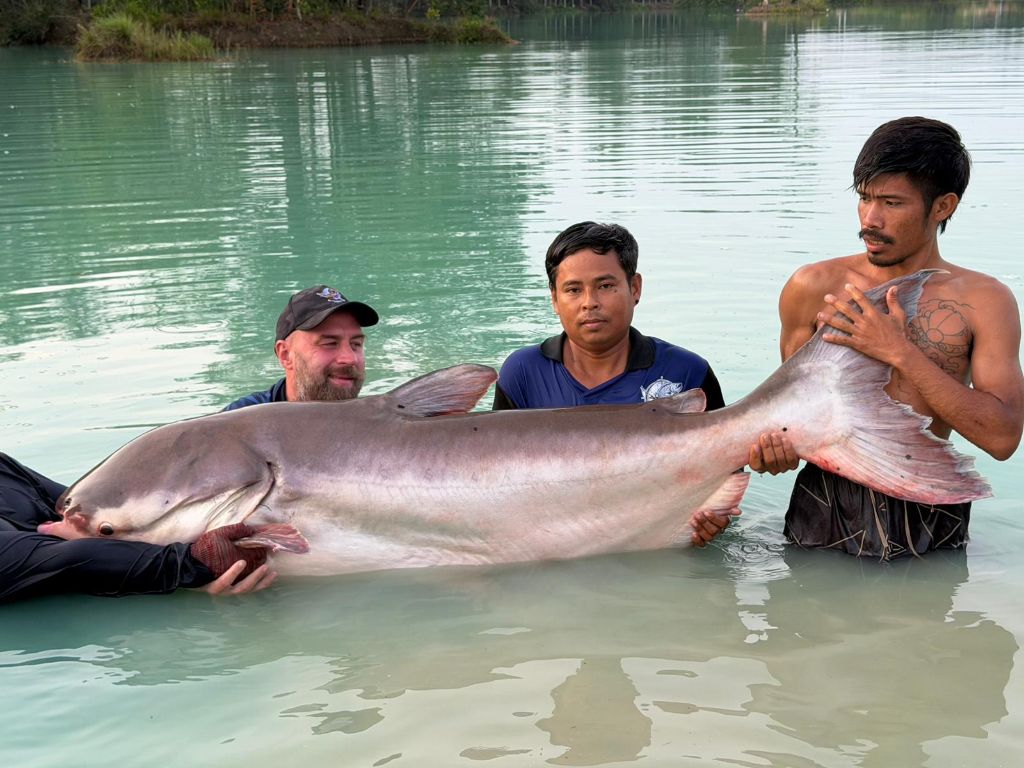 Mekong Giant Catfish — broad paddle tail
