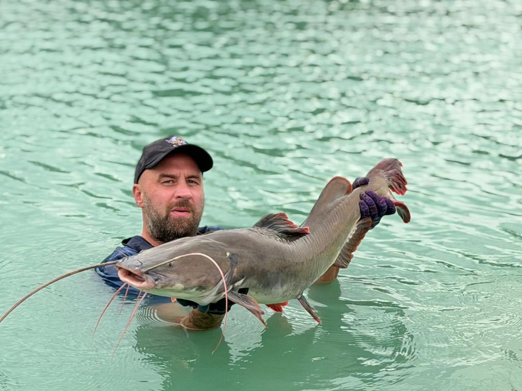 Asian Redtail Catfish (Hemibagrus wyckioides)