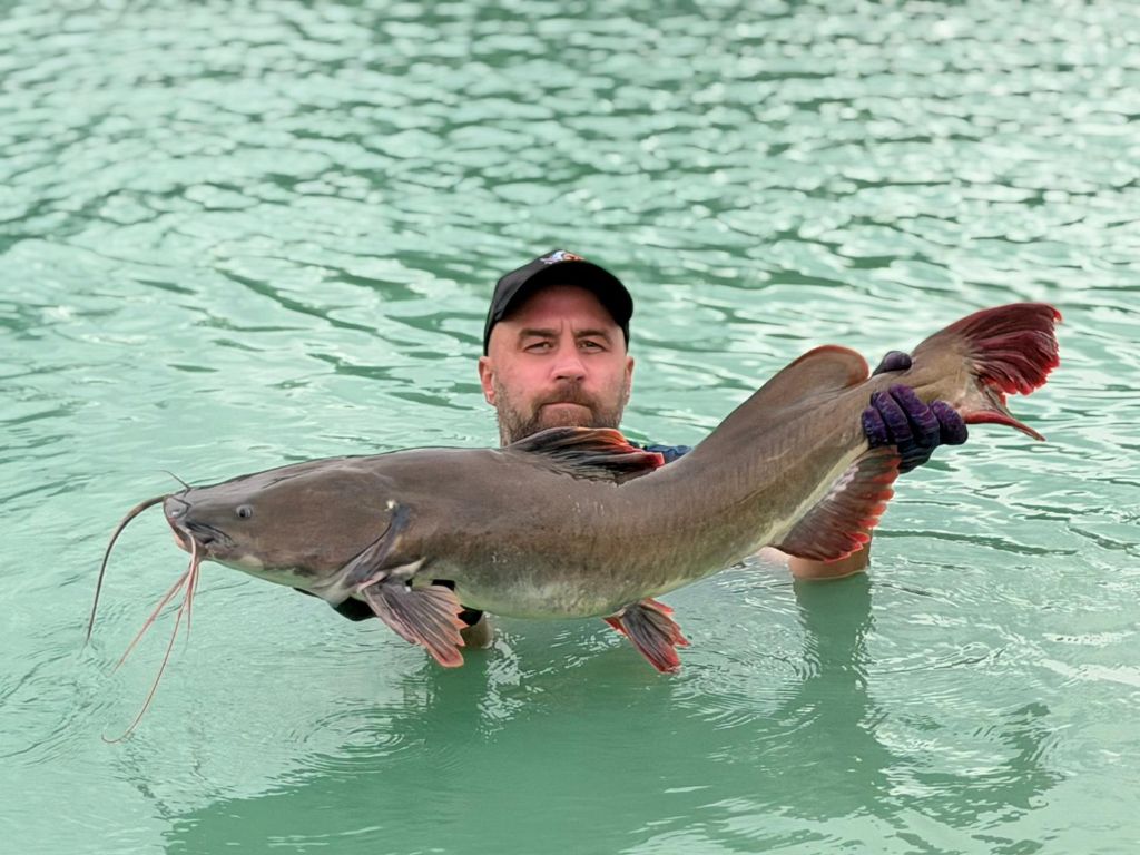 Asian Redtail Catfish — long barbels, red tail