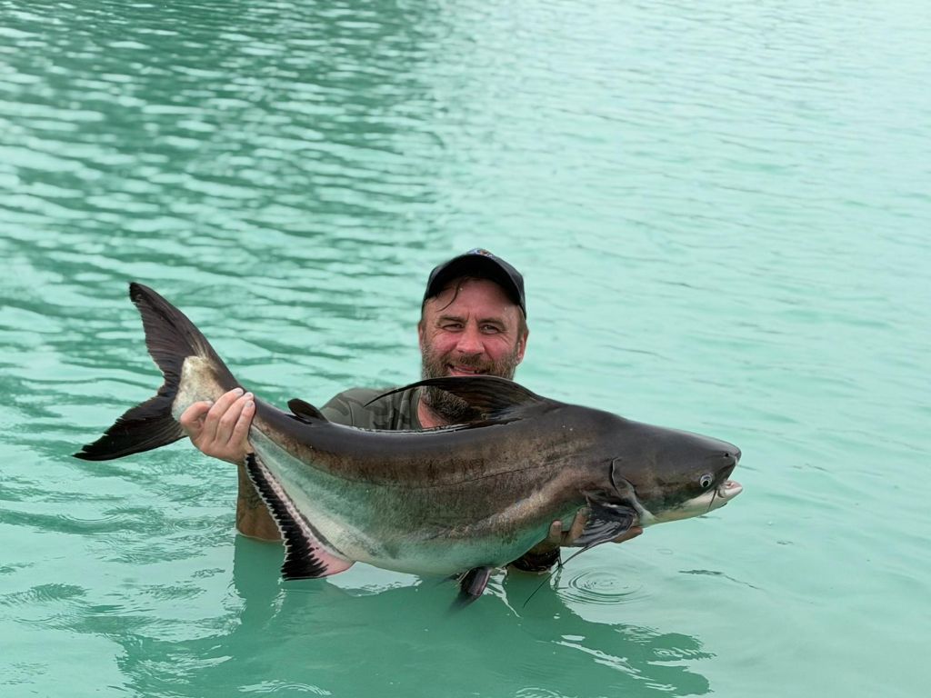 Chao Phraya Giant Catfish (Pangasius sanitwongsei)