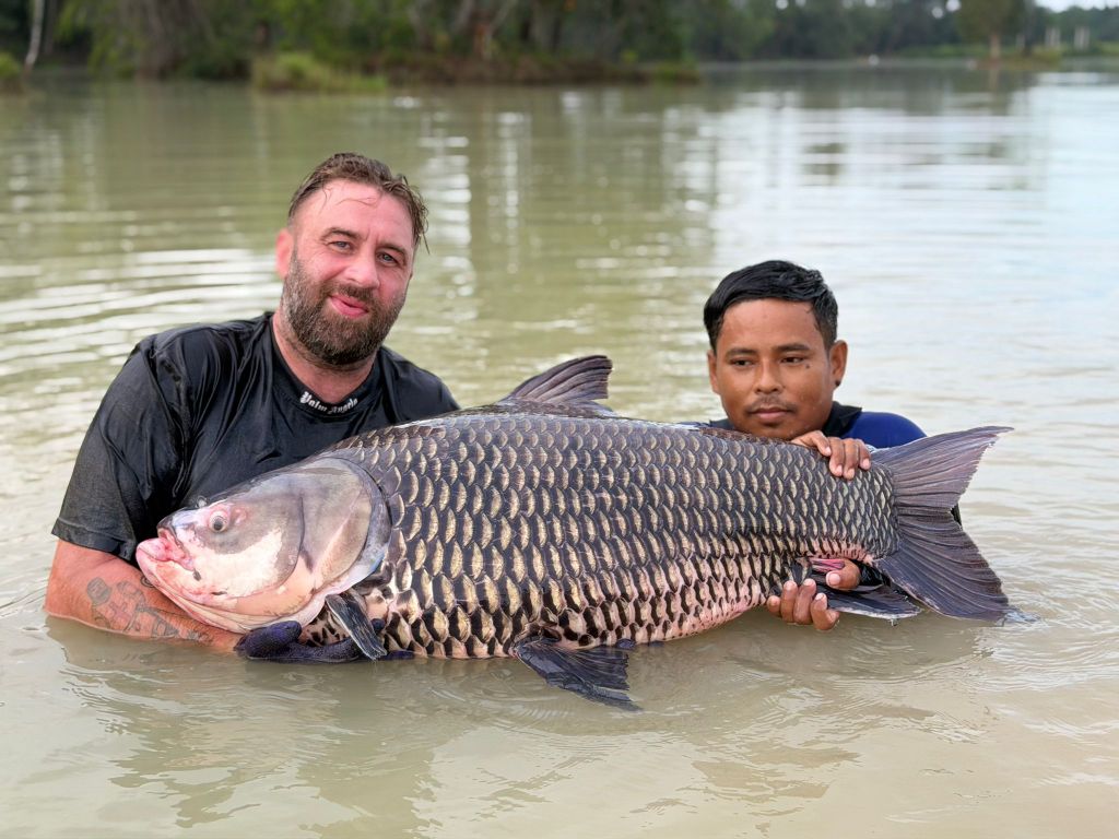 Giant Siamese Carp (Catlocarpio siamensis)