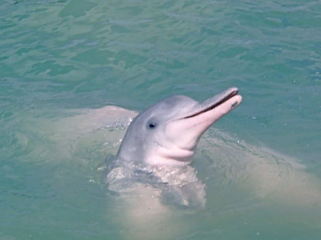 Pink dolphins of Khanom — Gulf of Thailand coast